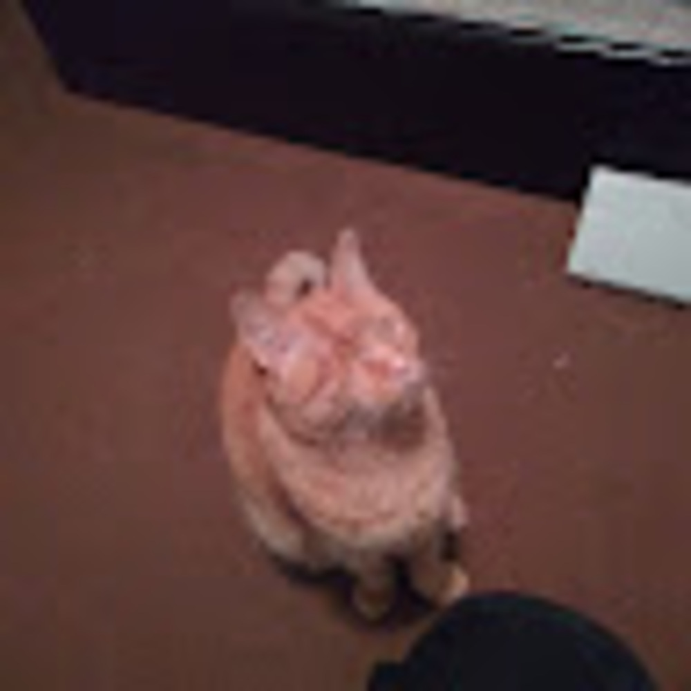 Meet your Posher, Lupe